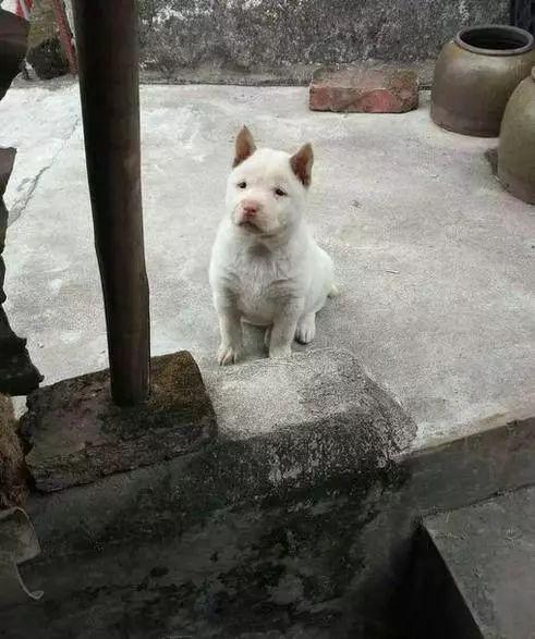 老二狗的外婆爆料视频下载  第2张